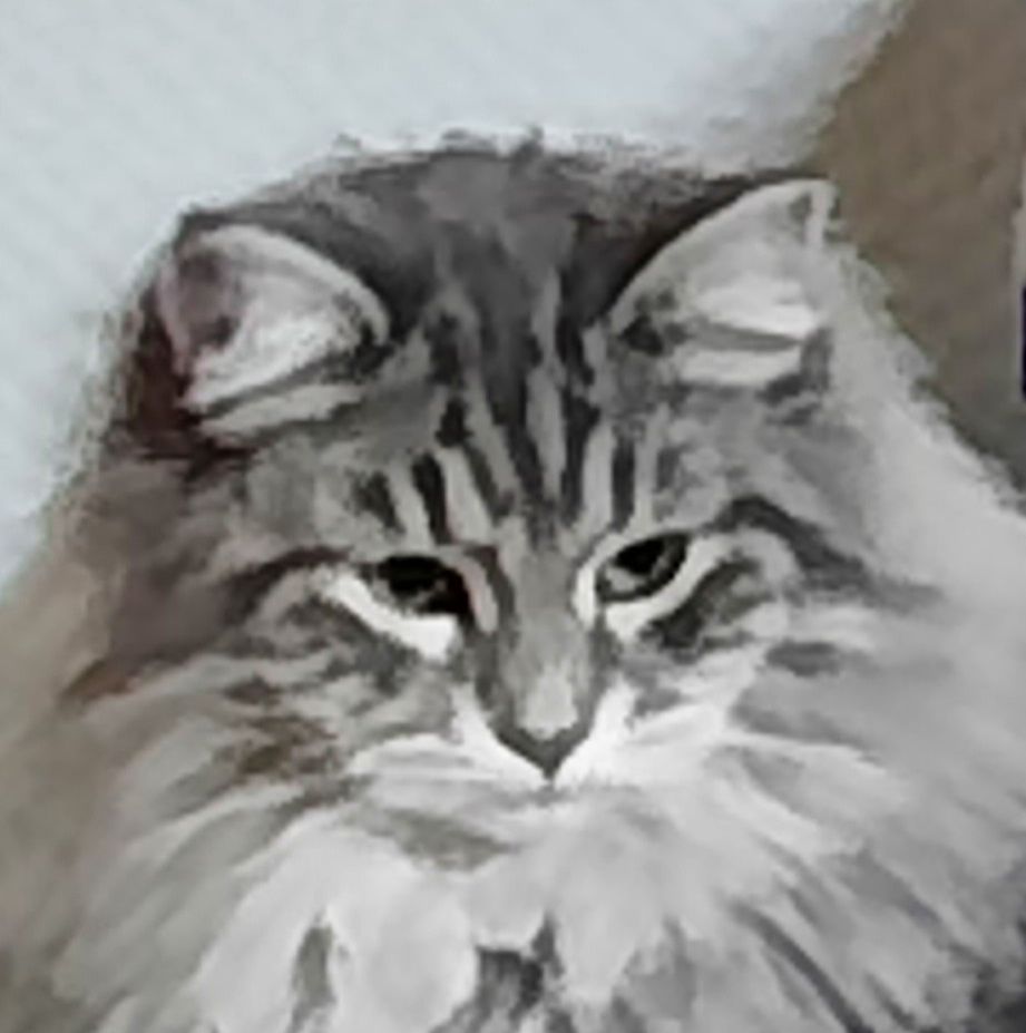 Zelda-81620543 D&eacute;couvrez nos futurs chatons et ceux qui ont trouver une maison